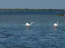 French culture homestay - La Camargue